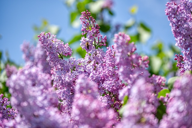 紫丁香 橄榄树 紫色的 - 上的免费照片