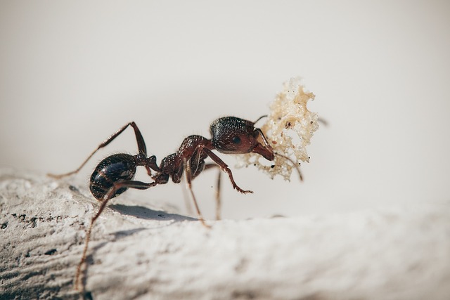 蚂蚁 宏 昆虫 - 上的免费照片