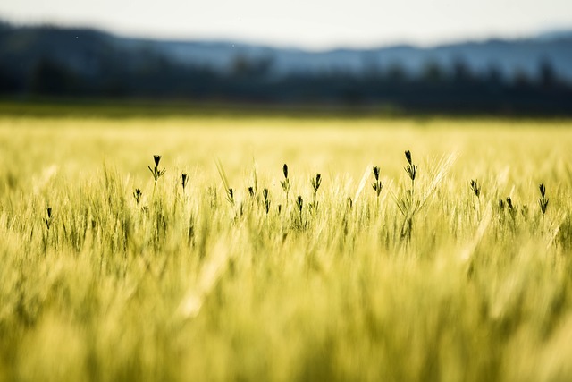 玉米地 夏天 小麦 - 上的免费照片