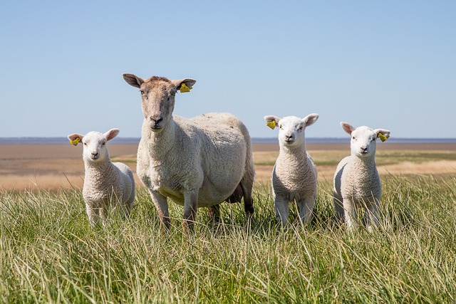 羊 羊肉 瓦登海 - 上的免费照片