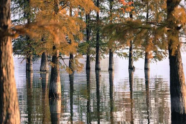 树 湖 水 - 上的免费照片