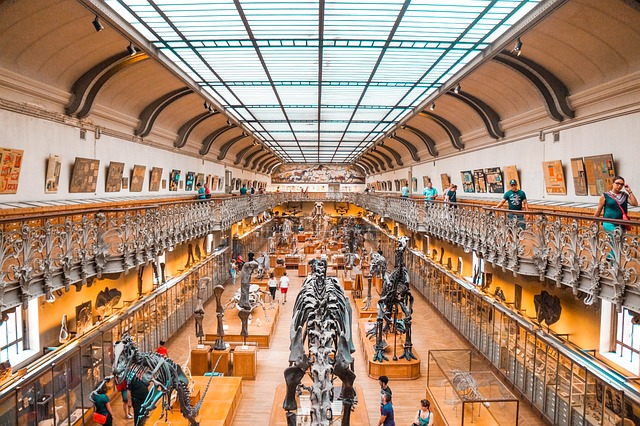 博物馆 恐龙 化石 - 上的免费照片