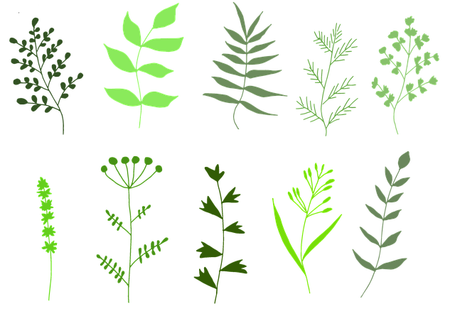 草药 草本植物 香料 - 上的免费图片