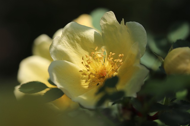 玫瑰 金黄色玫瑰 罗莎Xanthina - 上的免费照片