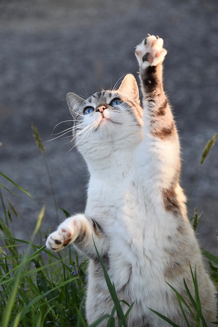 猫 小猫 猫科动物 - 上的免费照片