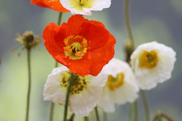 罂粟 圣颜色 草地 - 上的免费照片