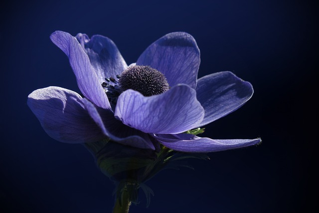 海葵 蓝色的 春天 - 上的免费照片