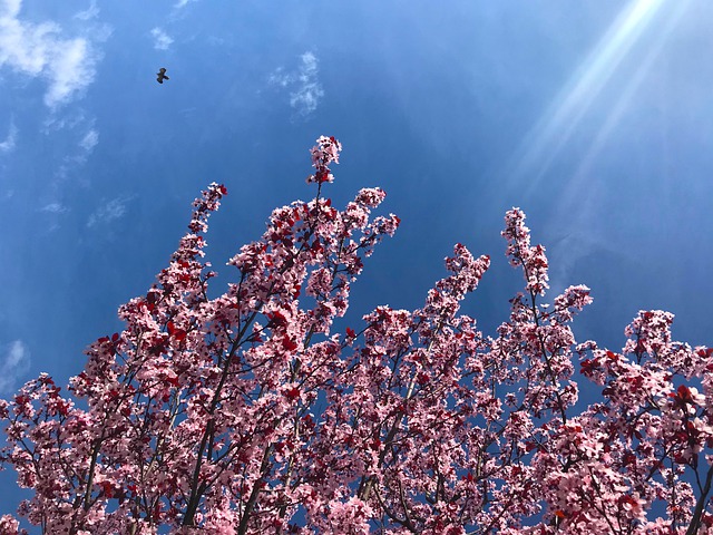 花 蓝色 小花 - 上的免费图片