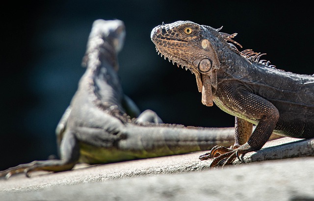 鬣蜥 爬行动物 蜥蜴 - 上的免费照片
