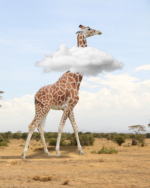 长颈鹿 萨凡纳 动物 - 上的免费图片