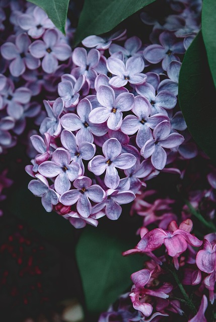 紫丁香 春天 花朵 - 上的免费照片