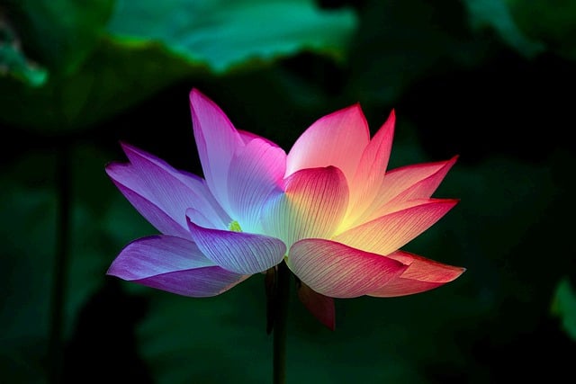 莲花 彩虹 丰富多彩的 - 上的免费图片