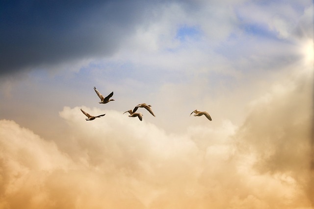 鸟类 飞行 自由 - 上的免费照片