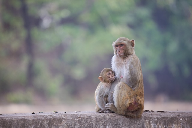 猴 动物 大猩猩 - 上的免费照片