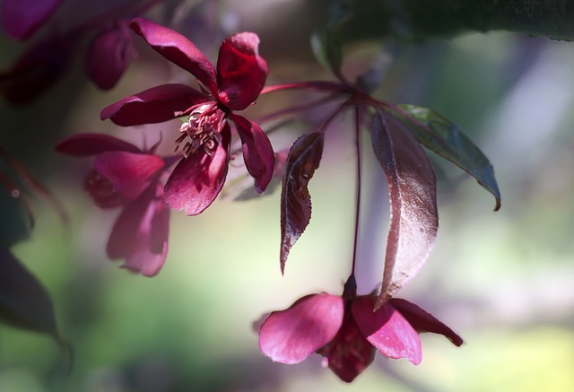 花 花朵 春天 - 上的免费照片