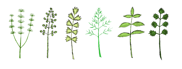 草药 草本植物 香料 - 上的免费图片
