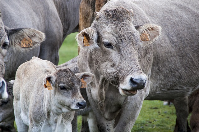 牛 小牛肉 牲畜 - 上的免费照片