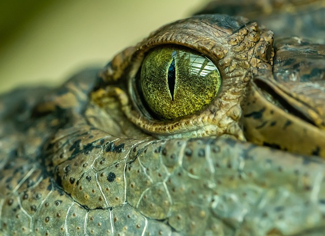 鳄鱼 眼睛 爬虫 - 上的免费照片