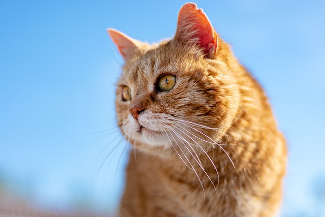 猫 Roux 老的 - 上的免费照片