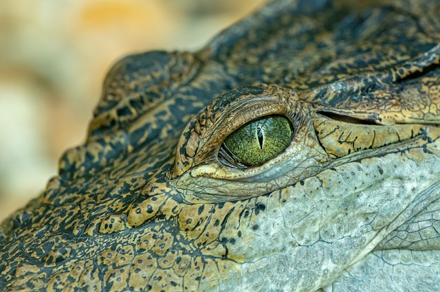 鳄鱼 眼睛 肖像 - 上的免费照片