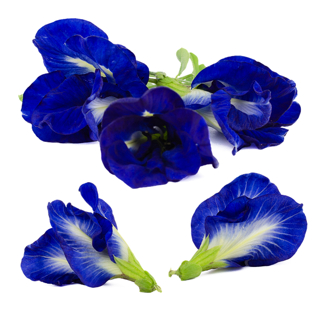 蝴蝶豌豆 花 阴蒂 - 上的免费图片