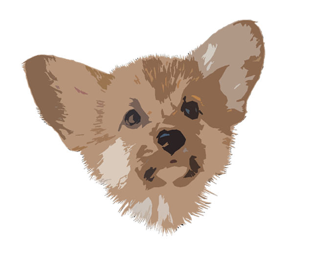 彭布罗克 威尔士语 柯基犬 - 上的免费图片