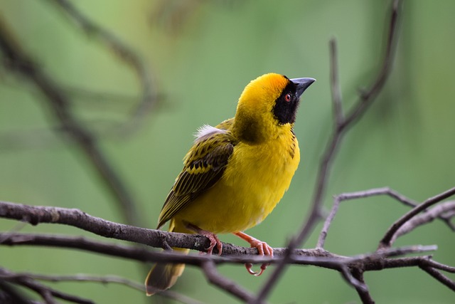 织布工 鸟 黄色小鸟 - 上的免费照片