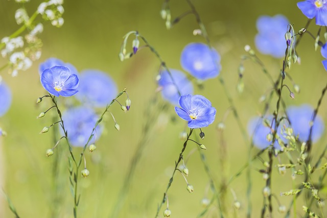 蓝色亚麻 多年生亚麻 直立的花梗 - 上的免费照片