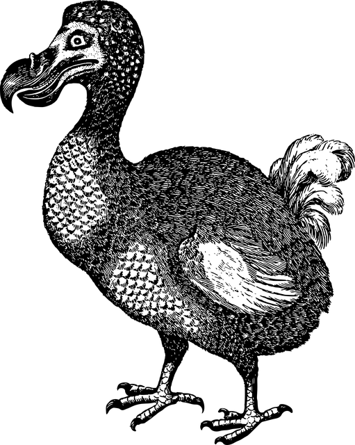 渡渡鸟 鸟 线条艺术 - 免费矢量图形