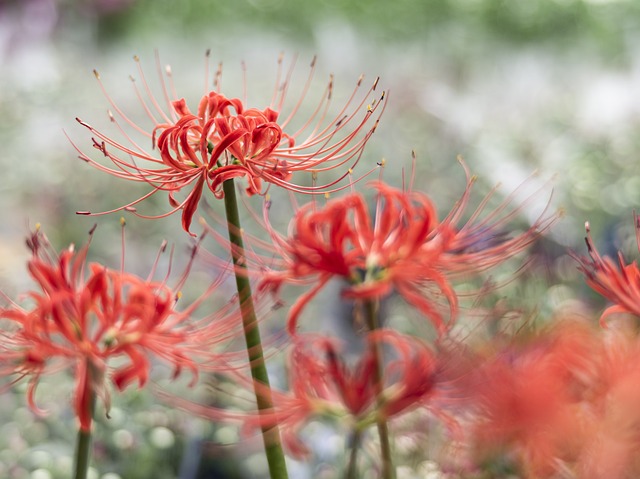 红蜘蛛莉莉 花朵 植物 - 上的免费照片