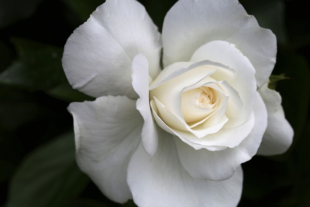 白玫瑰的冰雪女王 纯度的符号 花 - 上的免费照片