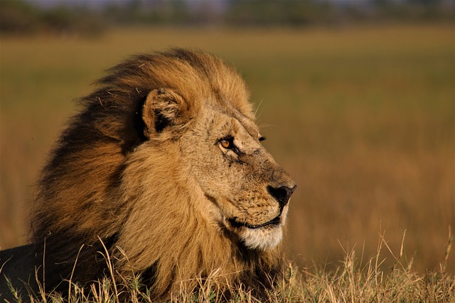 狮子 雄狮 丛林之王 - 上的免费照片