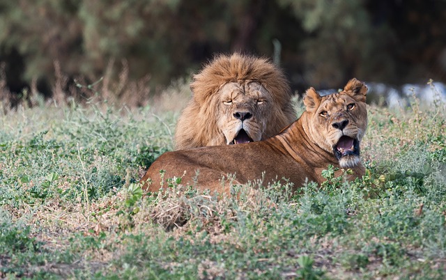 狮子 母狮 王 - 上的免费照片