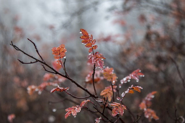 露 水滴 湿 - 上的免费照片