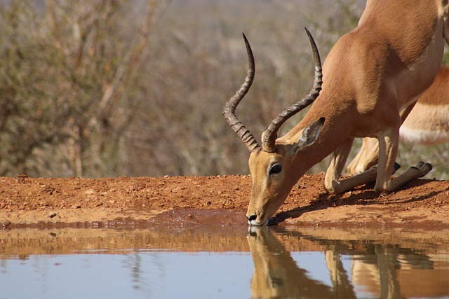 黑斑羚 非洲 自然 - 上的免费照片