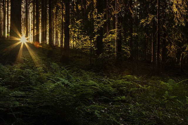 日落 黑林 神秘 - 上的免费照片