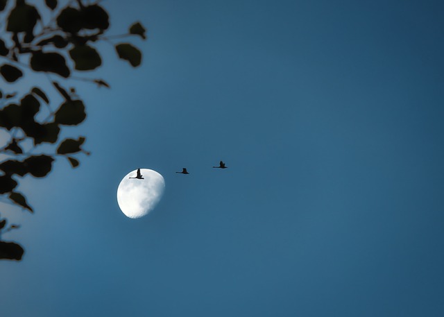 候鸟 起重机 月亮 - 上的免费照片