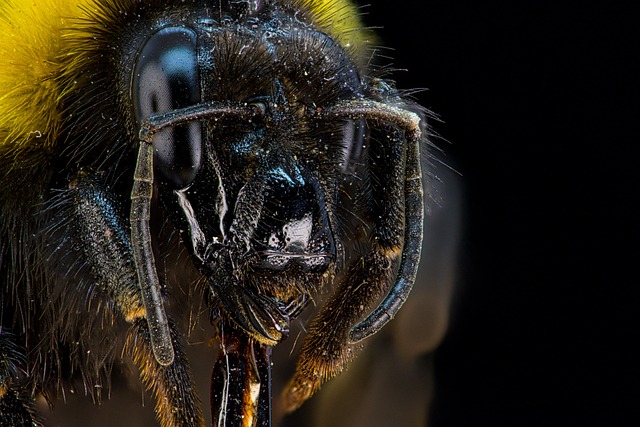 肖像 蜜蜂 昆虫 - 上的免费照片