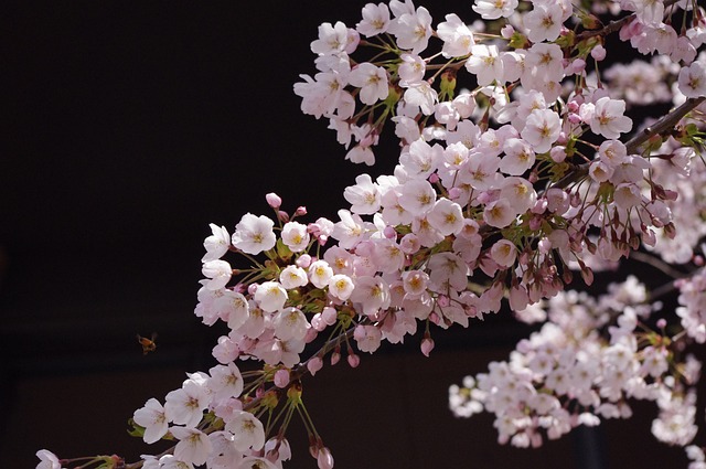 樱花 花 春天 - 上的免费照片