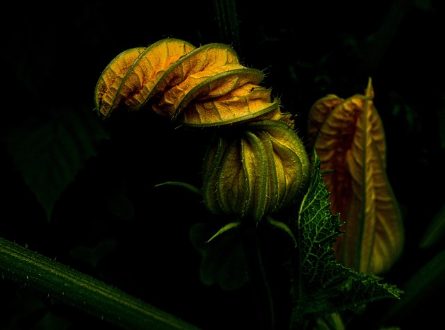 夏南瓜 花园 蔬菜 - 上的免费照片
