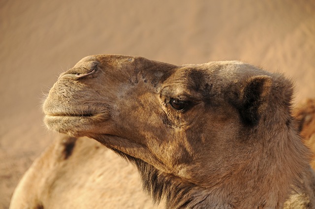 摩洛哥 骆驼 沙漠 - 上的免费照片