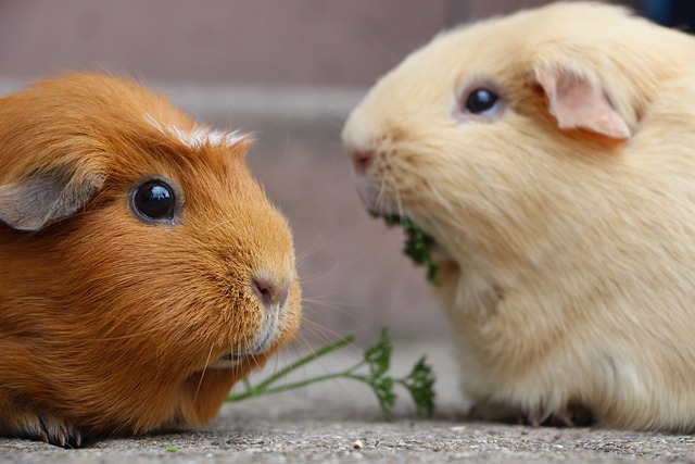 豚鼠 啮齿动物 哺乳动物 - 上的免费照片