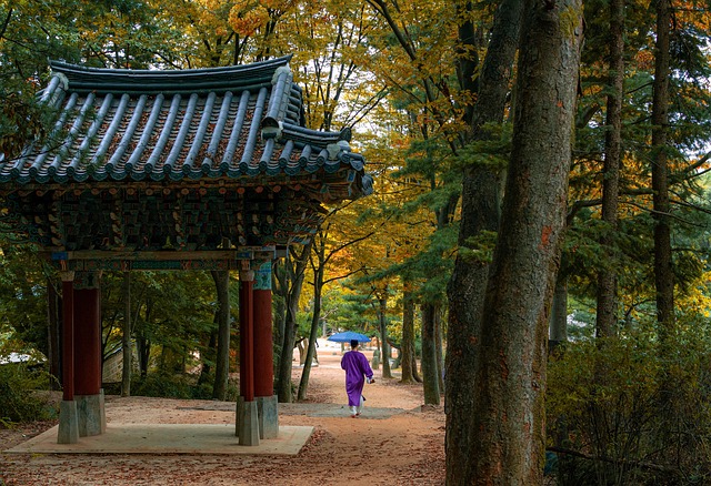 朝鲜民村 森林 树木 - 上的免费照片