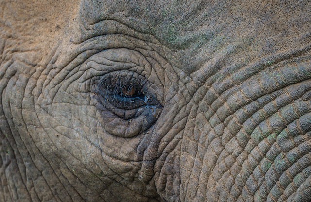 大象 哺乳动物 非洲 - 上的免费照片