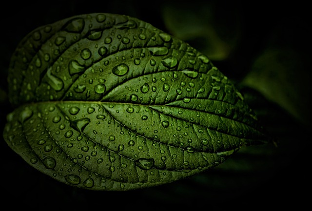 叶子 雨 天气 - 上的免费照片