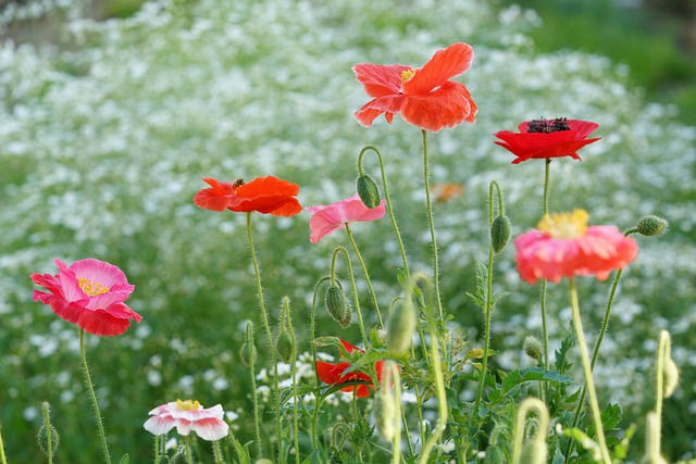 罂粟 自然 花 - 上的免费照片