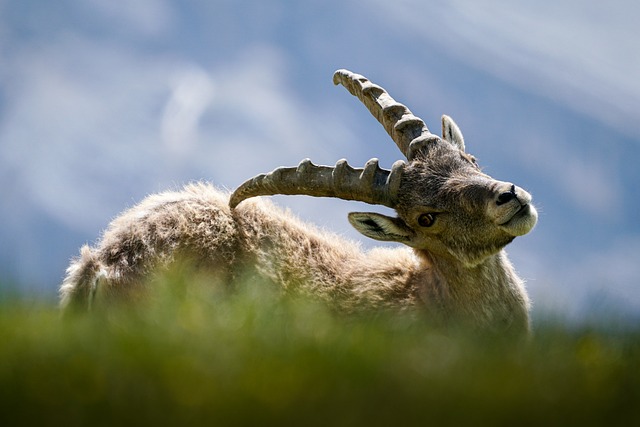 动物 野山羊 尊重 - 上的免费照片