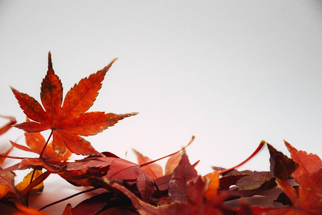 树叶 秋天 落下 - 上的免费照片