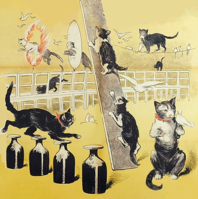 猫 小猫 可爱的 - 上的免费图片