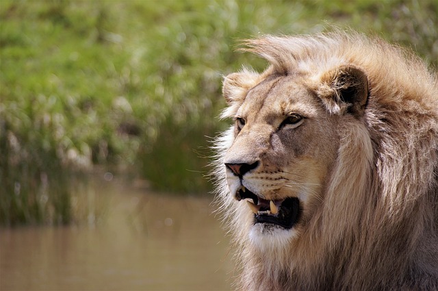 狮子 南非 野生动物 - 上的免费照片